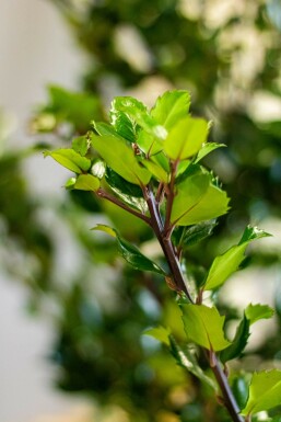 Ilex × meserveae 'Heckenstar' 60-80 cm