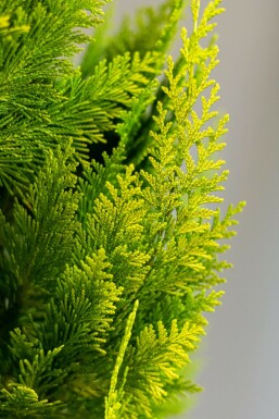 Chamaecyparis lawsoniana 'Ivonne'