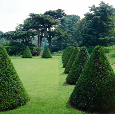 Taxus baccata