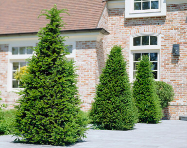 Taxus baccata