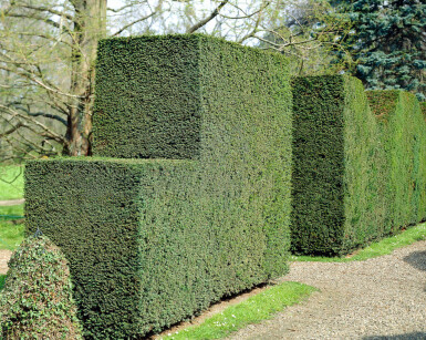 Taxus baccata