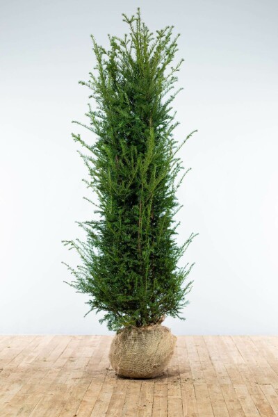 Taxus baccata