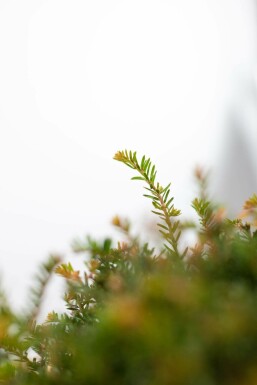 Taxus baccata Idegran lök 40-50 rotboll