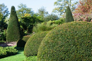 Taxus baccata Idegran lök 40-50 rotboll