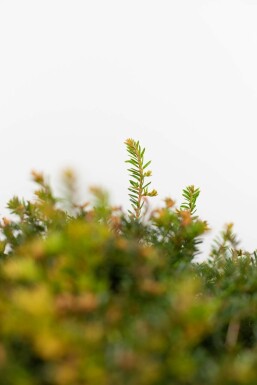 Taxus baccata Idegran lök 60-70 rotboll