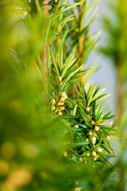 Taxus baccata 'David' Idegran häck 80-100 rotboll