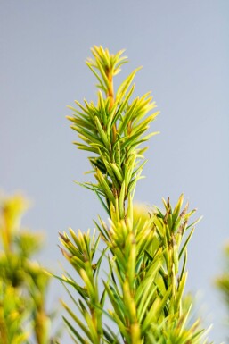 Taxus baccata 'David' Idegran häck 80-100 rotboll