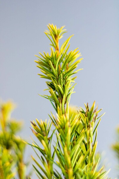 Taxus baccata 'David'