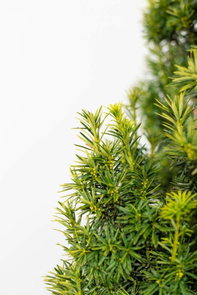 Taxus baccata 'Fastigiata Aurea'