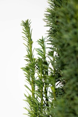 Taxus baccata 'Fastigiata Robusta' Idegran häck 60-80 rotboll