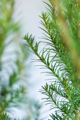 Taxus × media 'Hicksii' Hybrididegran häck 60-80 rotboll