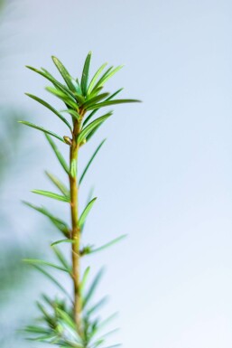 Taxus × media 'Hicksii' Hybrididegran häck 60-80 rotboll