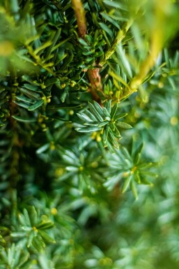 Taxus × media 'Hillii' Hybrididegran häck 80-100 rotboll