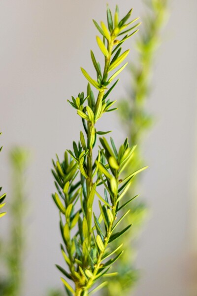 Taxus × media 'Hillii'