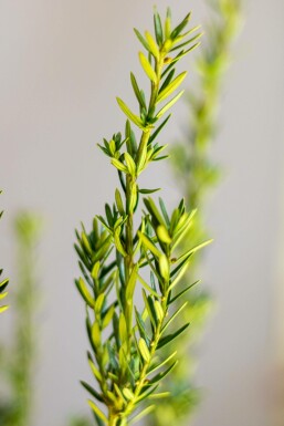 Taxus × media 'Hillii' Hybrididegran häck 140-160 rotboll