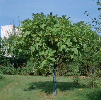 Ficus carica