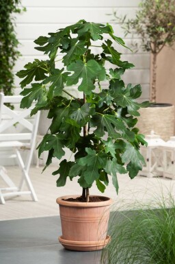 Ficus carica