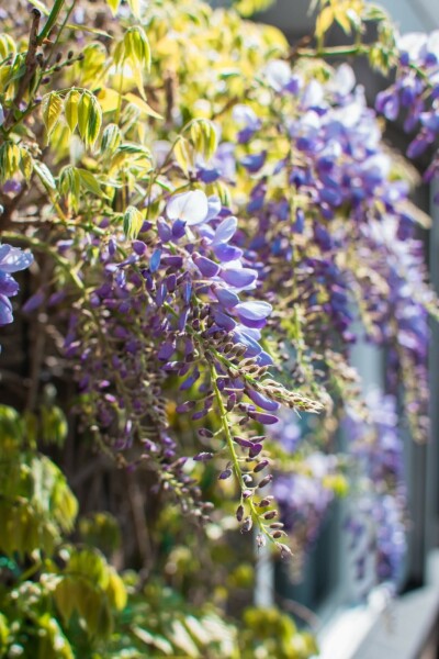 Wisteria sinensis