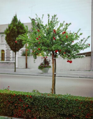 Punica granatum Pomegranate på stam 150-175 i kruka 15-20