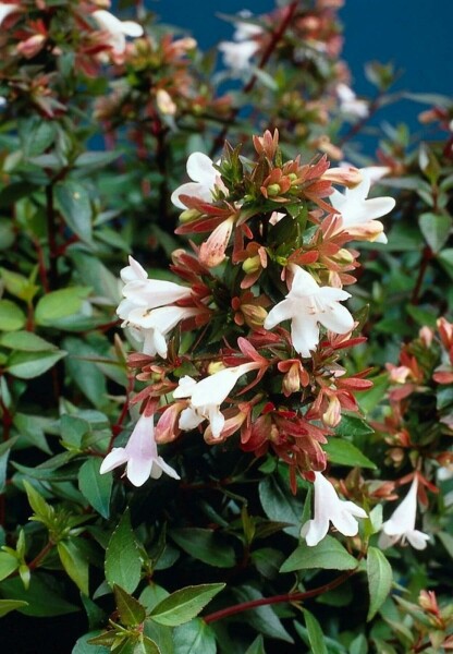 Abelia × grandiflora