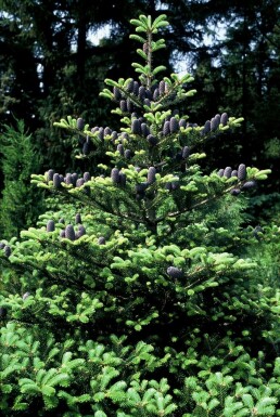 Abies koreana Koreagran buske 80-100 i kruka C12