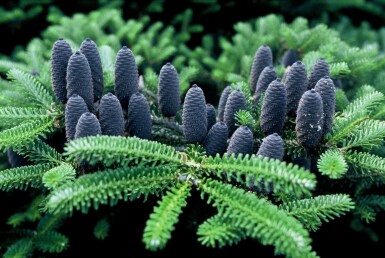 Abies koreana Koreagran buske 80-100 i kruka C12