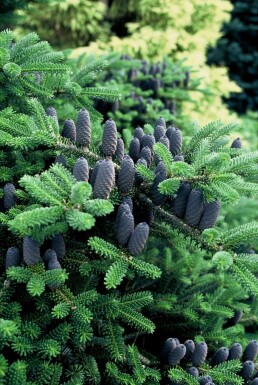 Abies koreana Koreagran buske 80-100 i kruka C12