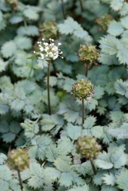 Acaena buchananii