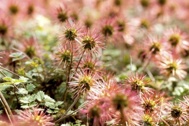 Acaena magellanica