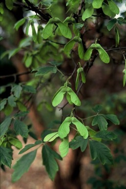 Acer griseum Kopparlönn buske 40-50 i kruka C3