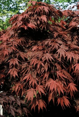 Acer palmatum 'Atropurpureum' Japansk blodlönn buske 100-125 i kruka C12