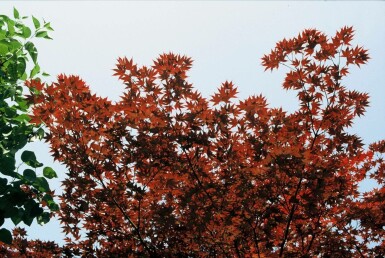 Acer palmatum 'Atropurpureum' Japansk blodlönn buske 100-125 i kruka C12