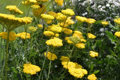 Achillea filipendulina 'Cloth of Gold'