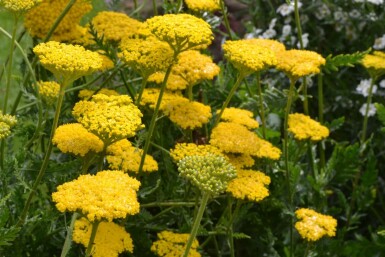 Achillea filipendulina 'Cloth of Gold'