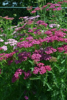 Achillea millefolium 'Cerise Queen'