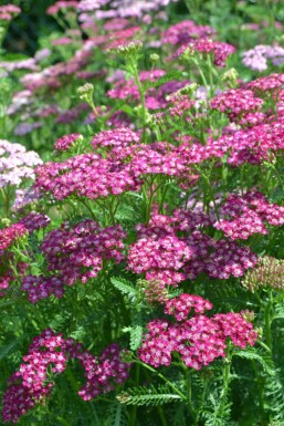 Achillea millefolium 'Cerise Queen' Röllika 5-10 i kruka P9