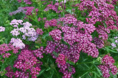 Achillea millefolium 'Cerise Queen' Röllika 5-10 i kruka P9