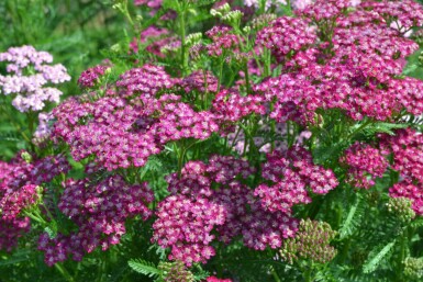 Achillea millefolium 'Cerise Queen' Röllika 5-10 i kruka P9