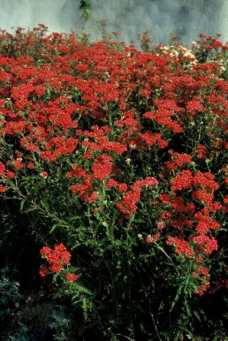 Achillea millefolium 'Paprika' Röllika 5-10 i kruka P9