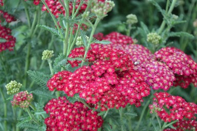 Achillea millefolium 'Red Velvet'