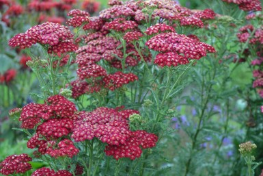 Achillea millefolium 'Red Velvet'