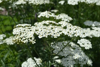 Achillea millefolium 'Schneetaler'