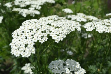 Achillea millefolium 'Schneetaler'