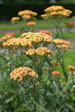 Achillea millefolium 'Terracotta' Röllika 5-10 i kruka P9