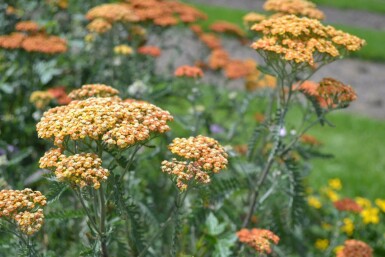 Achillea millefolium 'Terracotta' Röllika 5-10 i kruka P9