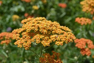 Achillea millefolium 'Terracotta' Röllika 5-10 i kruka P9