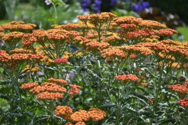 Achillea millefolium 'Walther Funcke'