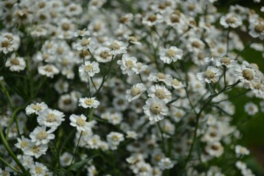 Achillea ptarmica 'The Pearl'