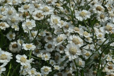 Achillea ptarmica 'The Pearl'