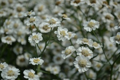 Achillea ptarmica 'The Pearl'